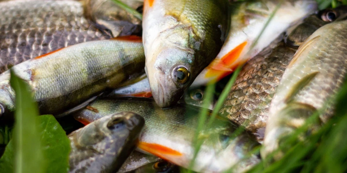 Проект "Вода России": некоторые виды рыб могут попасть под запрет вылова из-за маловодия рек