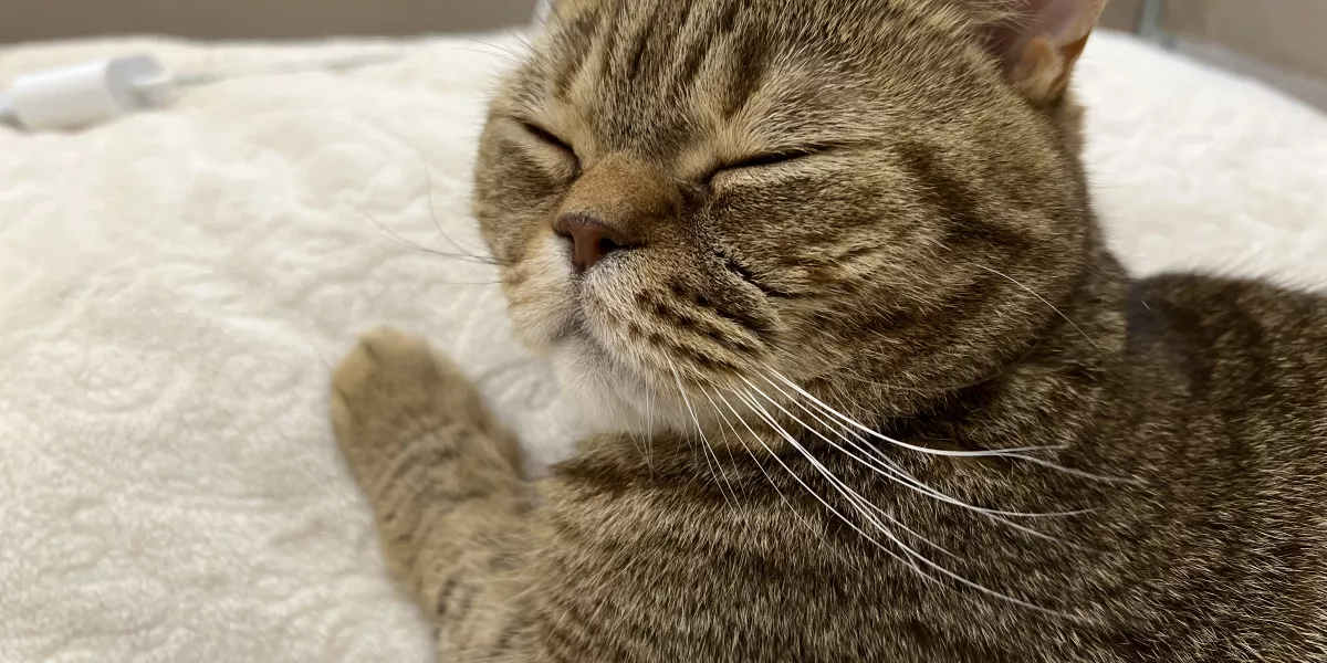 Кот очень много спит: стоит ли беспокоиться? | 21.09.2023 | ИА SM.News