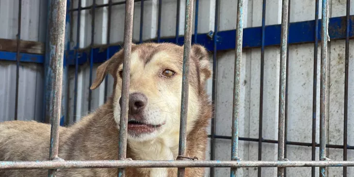 На Колыме в приютах для животных содержится более 450 собак