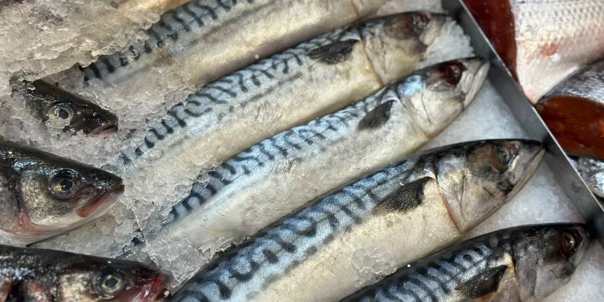 Около 24 тыс. тонн рыбы выловили в Дагестане с начала текущего года