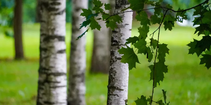 С начала года в лесах Воронежской области высажено около 8 млн деревьев