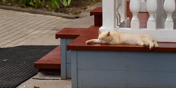 В Алупке общественники установили трехэтажный дом для уличных котов и кошек