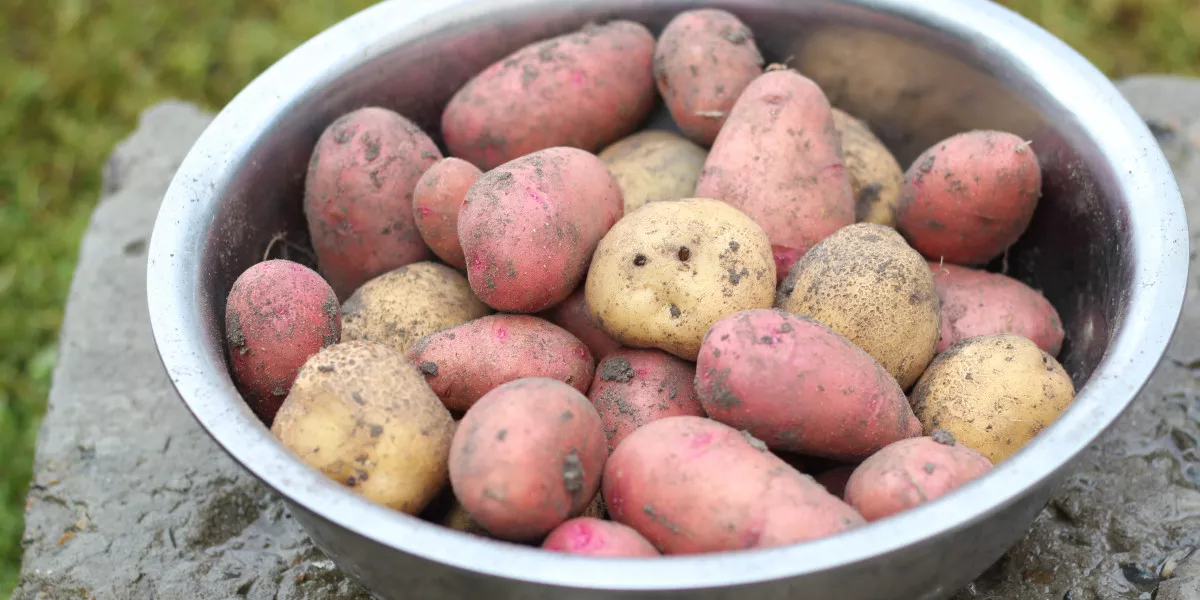 Доктор Кутушов рассказал, почему опасно есть проросший картофель