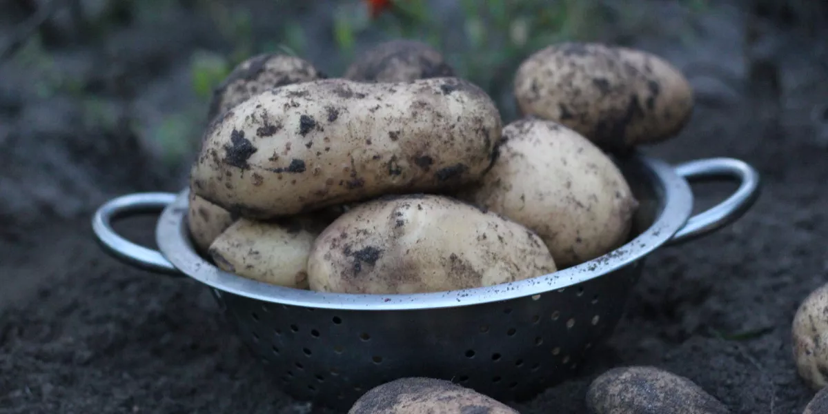 Ингушские аграрии получили более 23 тыс. картофеля  при урожайности  240,7 ц/га 