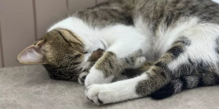  Ярославцы спасают кошек, опечатанных в квартире после смерти одинокой бабушки