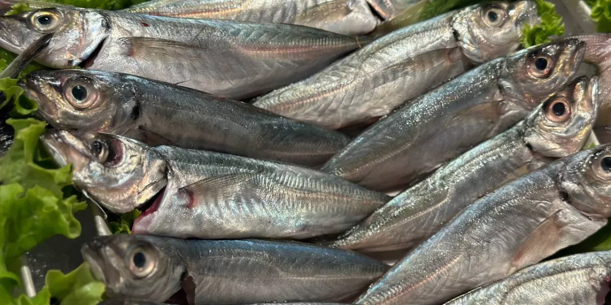 Балтийские страны бьют тревогу из-за угрозы исчезновения популярной популяции рыб