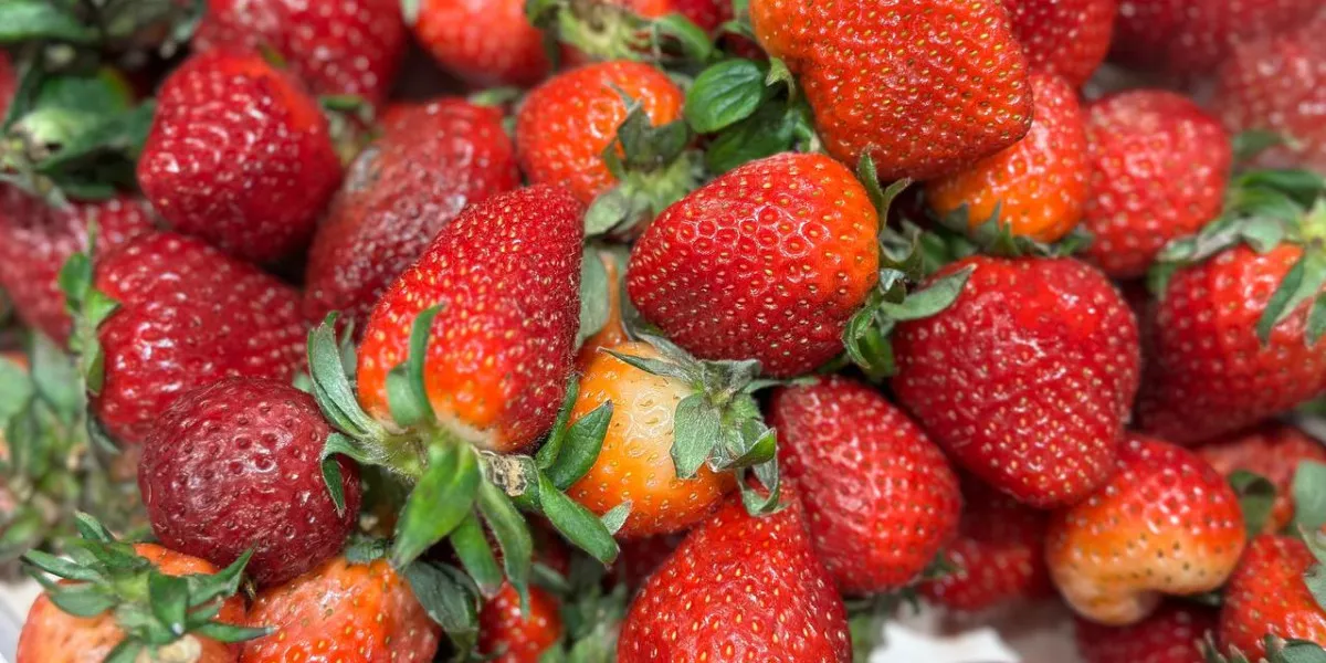Американские учёные назвали популярную летнюю ягоду, снижающую риск деменции