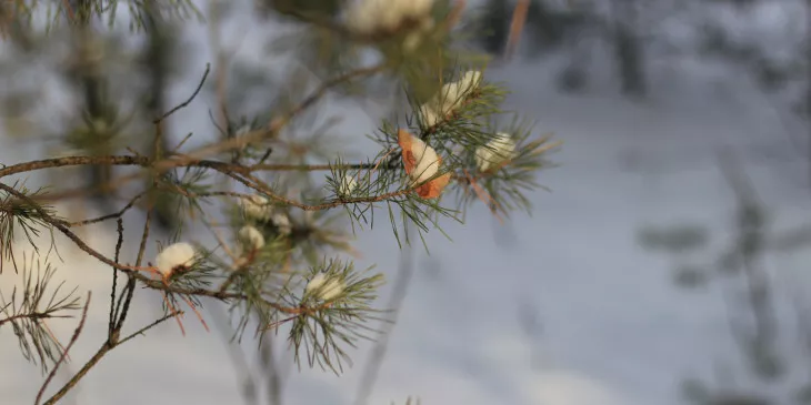 Южный Урал вновь накроют снегопады и метели