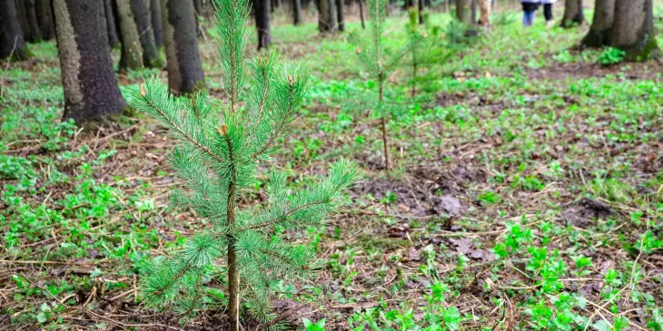 Посадка деревьев в Ясной Поляне: важное дело, хорошая традиция