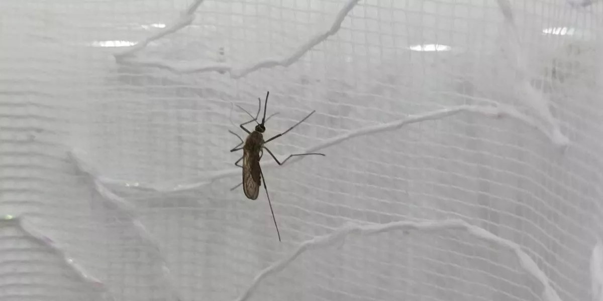 Врач Тимур Асанов: комары чаще всего кусают полных людей и «надушенных»