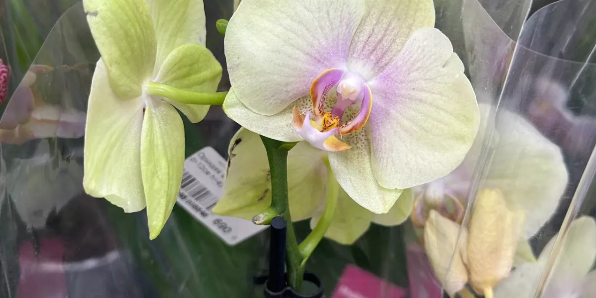 Как заставить орхидею зацвести, чем ее полить: все лайфгаки — Разное